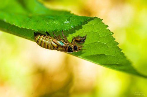 Печальная цикада