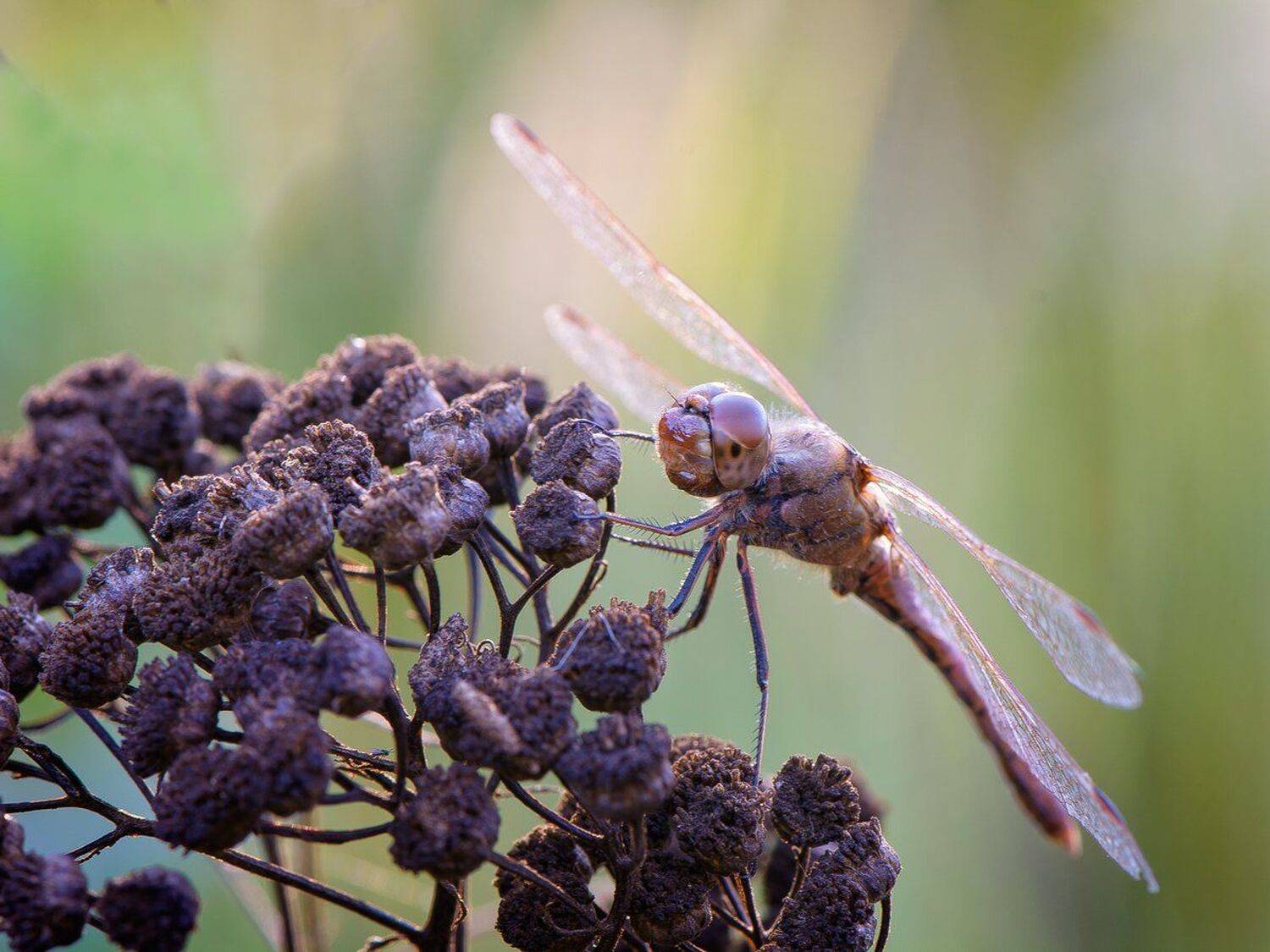 , Кузнецов Дмитрий