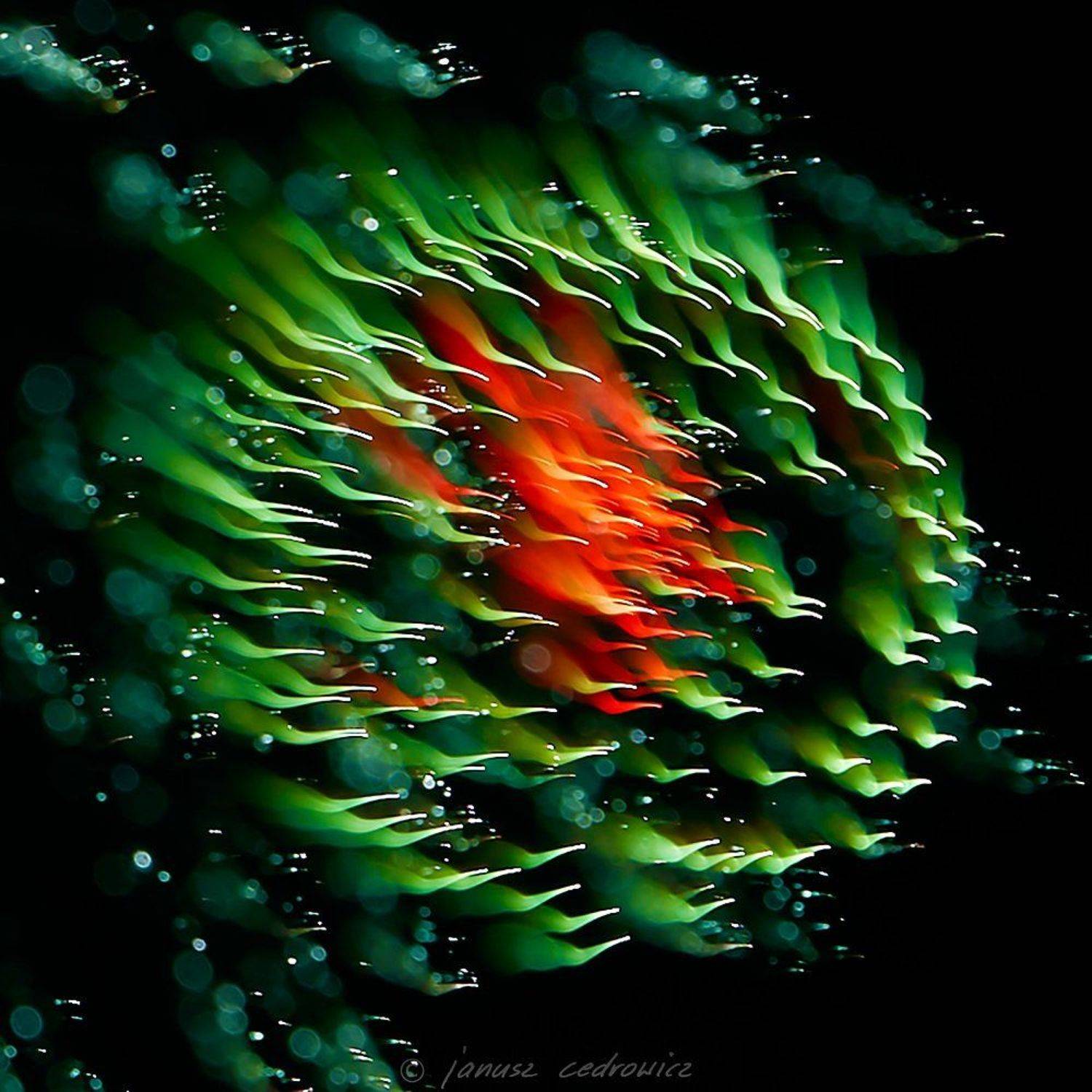 Abstract, Art, Color, Colorful, Colors, Explosion, Fireworks, Light, Lights, Night, Sky, Janusz Cedrowicz