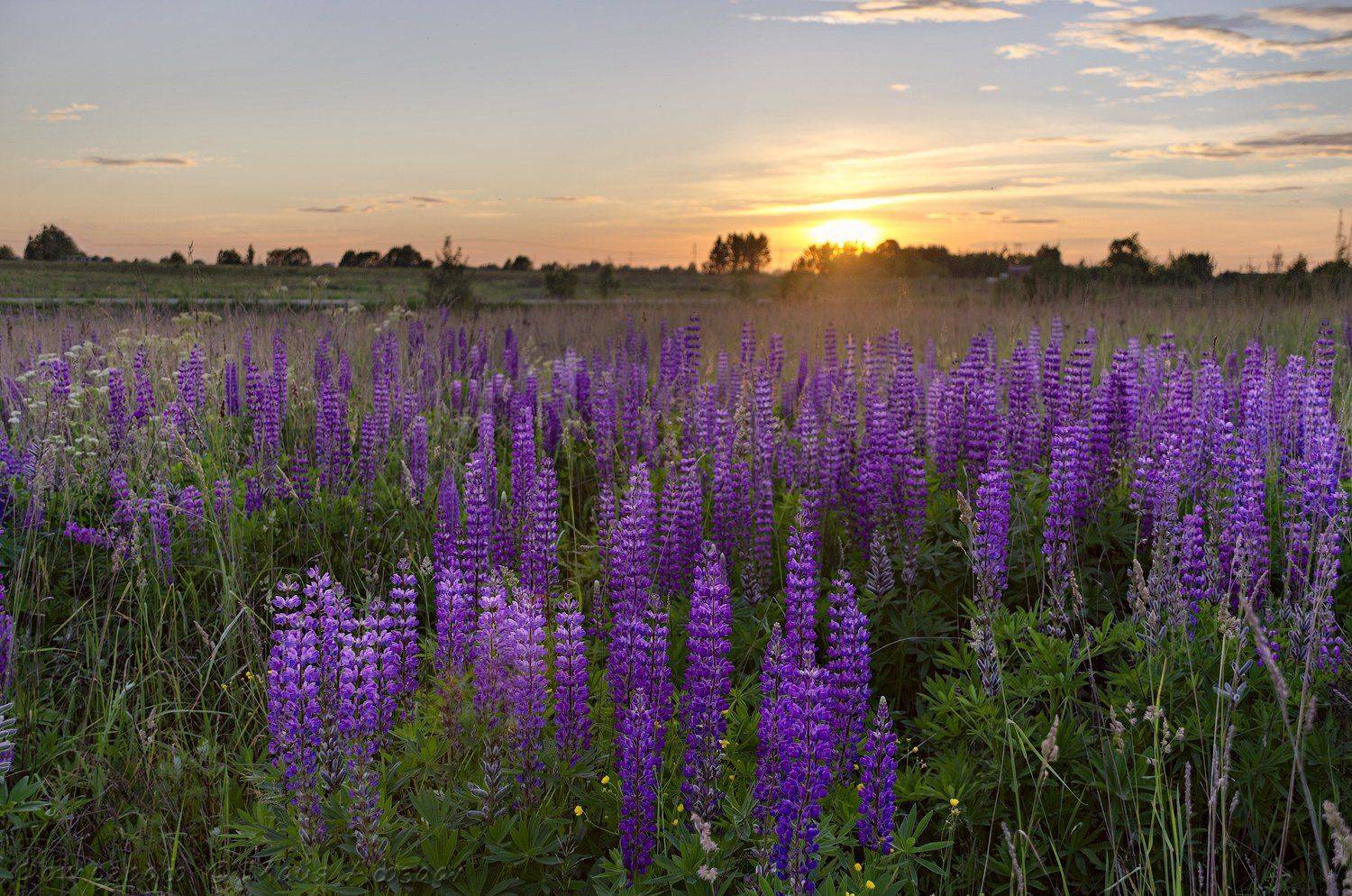 , Майя Афзаал