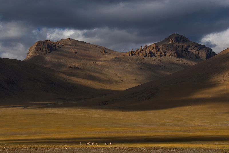 世界屋脊的野驴 фото превью