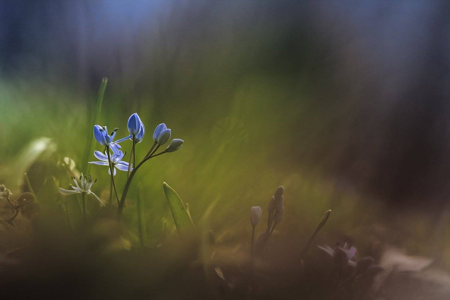 , Gabriel Prescornita