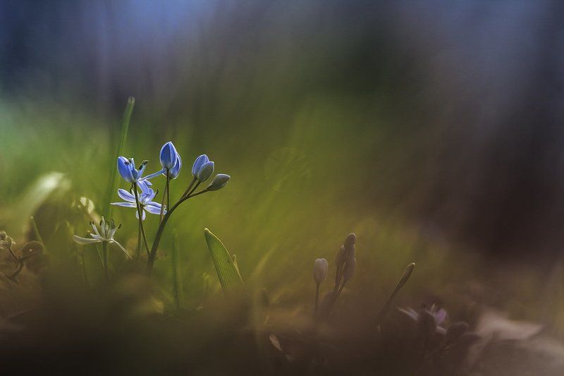 Wildflower фото превью