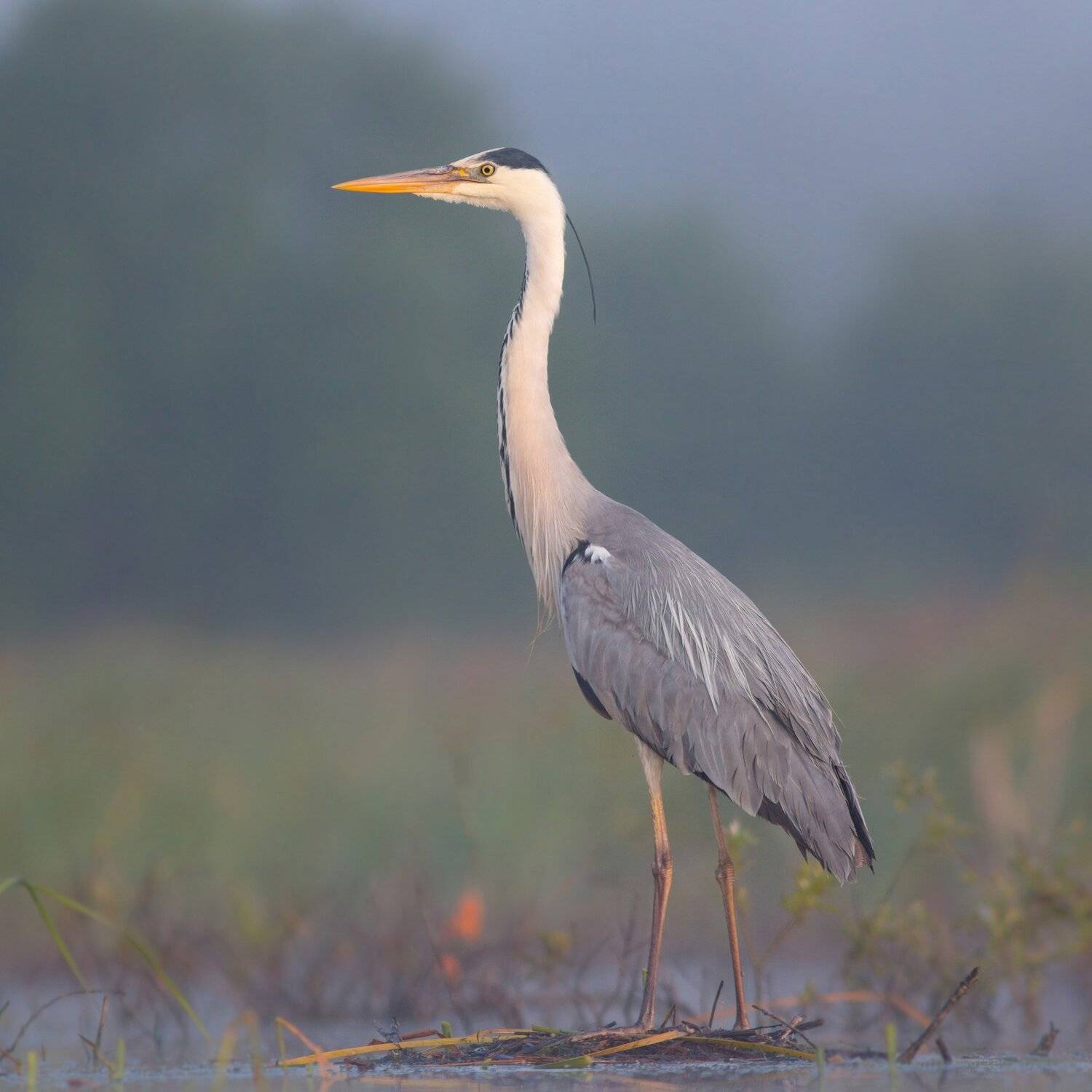 , Дмитрий Вилюнов