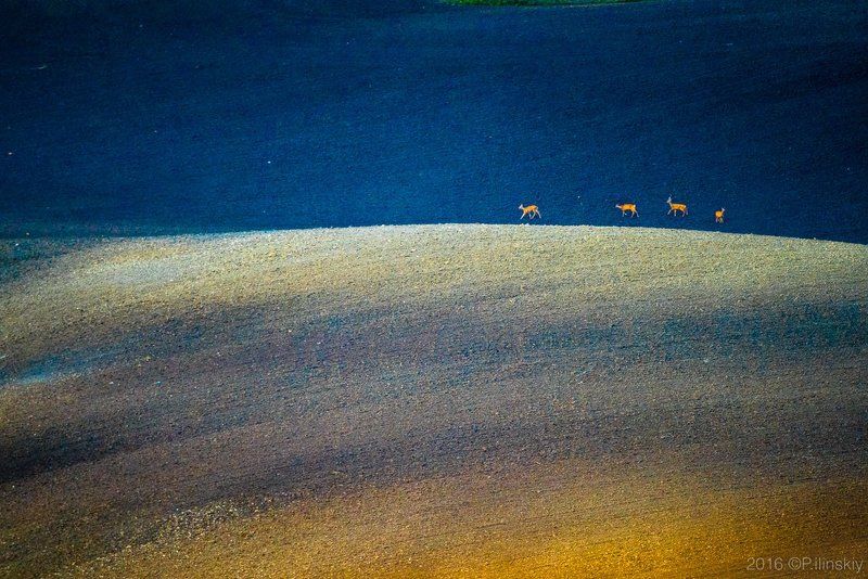 Прогулка под луной фото превью