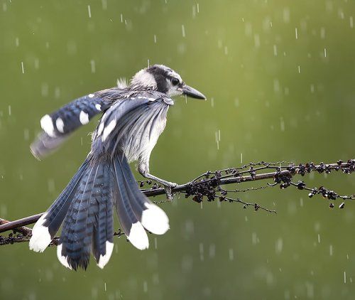 Голубая сойка - Blue Jay