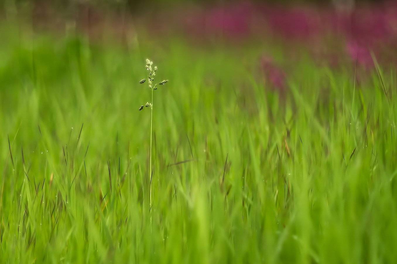 , Марина Брыдня