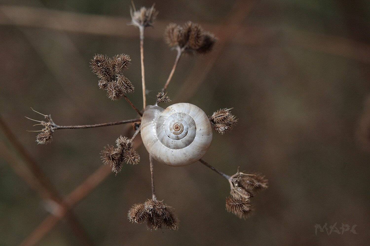 , Шангареев Марс