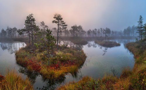 Поэзия болот