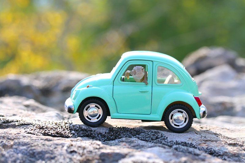 chameleon,cute,nature,holiday,car,animal hi  фото превью