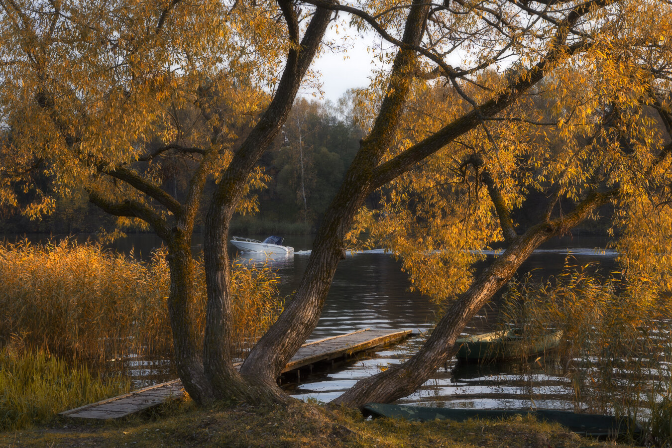 осень, ива, Фомин Анатолий