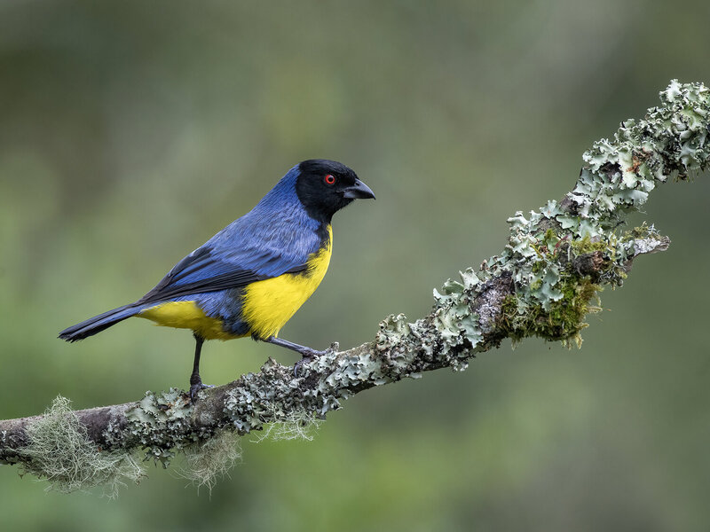 Hooded Mountain Tanager фото превью