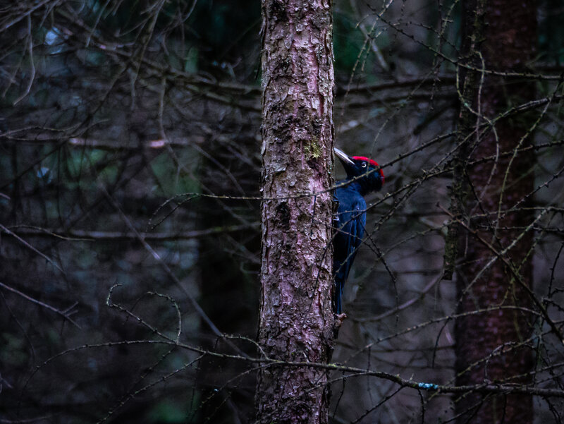czech, woodpecker, czechia, animal, birds, wildlife Black Woodpecker фото превью