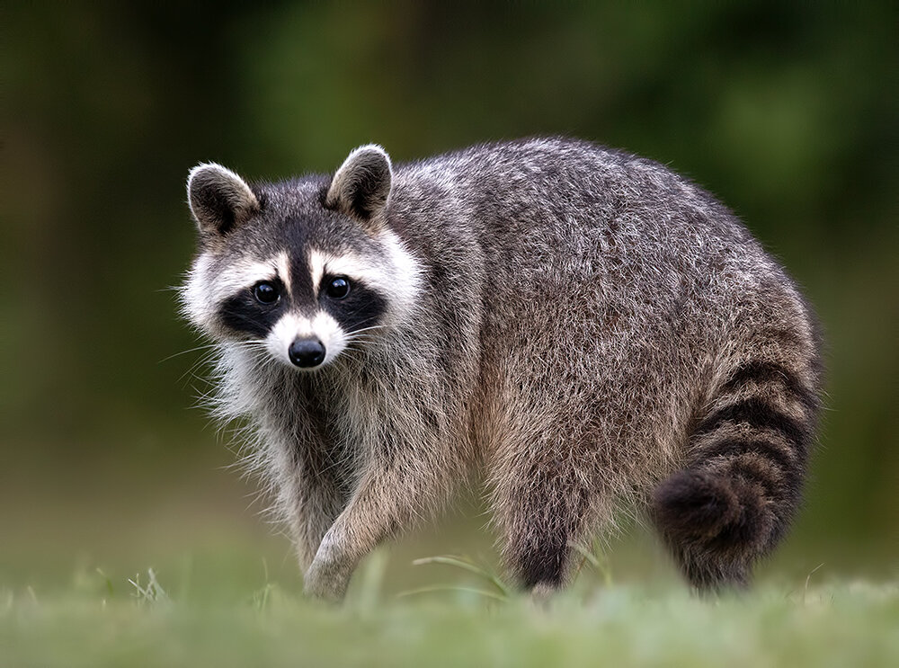 raccoon, енот- полоскун, eнот, животные, animals, wildlife, дикие животные, mammal, Etkind Elizabeth