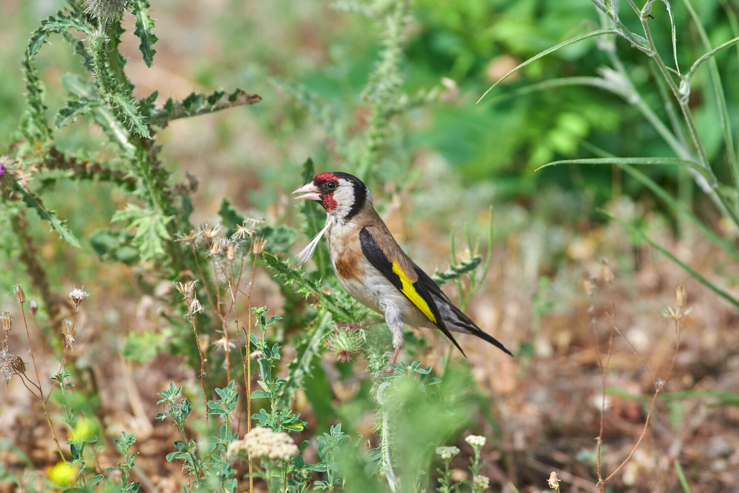 Carduelis carduelis, bird, birds, birdswatching, volgograd, russia, wildlife, Павел Сторчилов