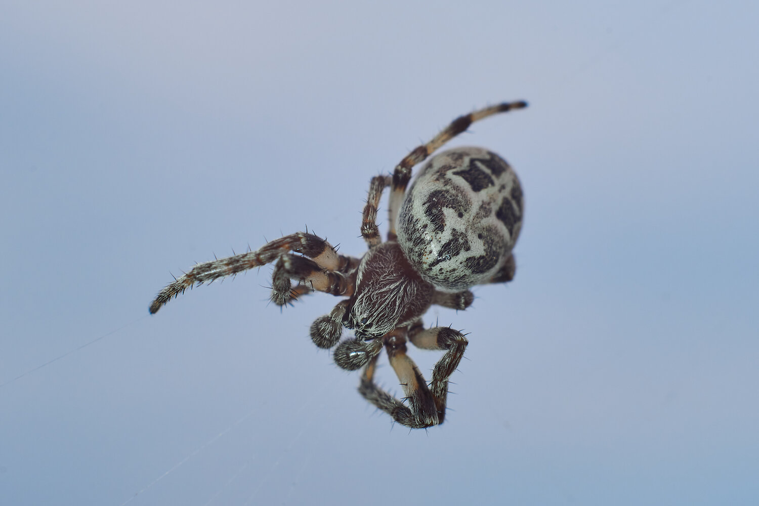 Larinioides cornutus, spider, spy, Павел Сторчилов