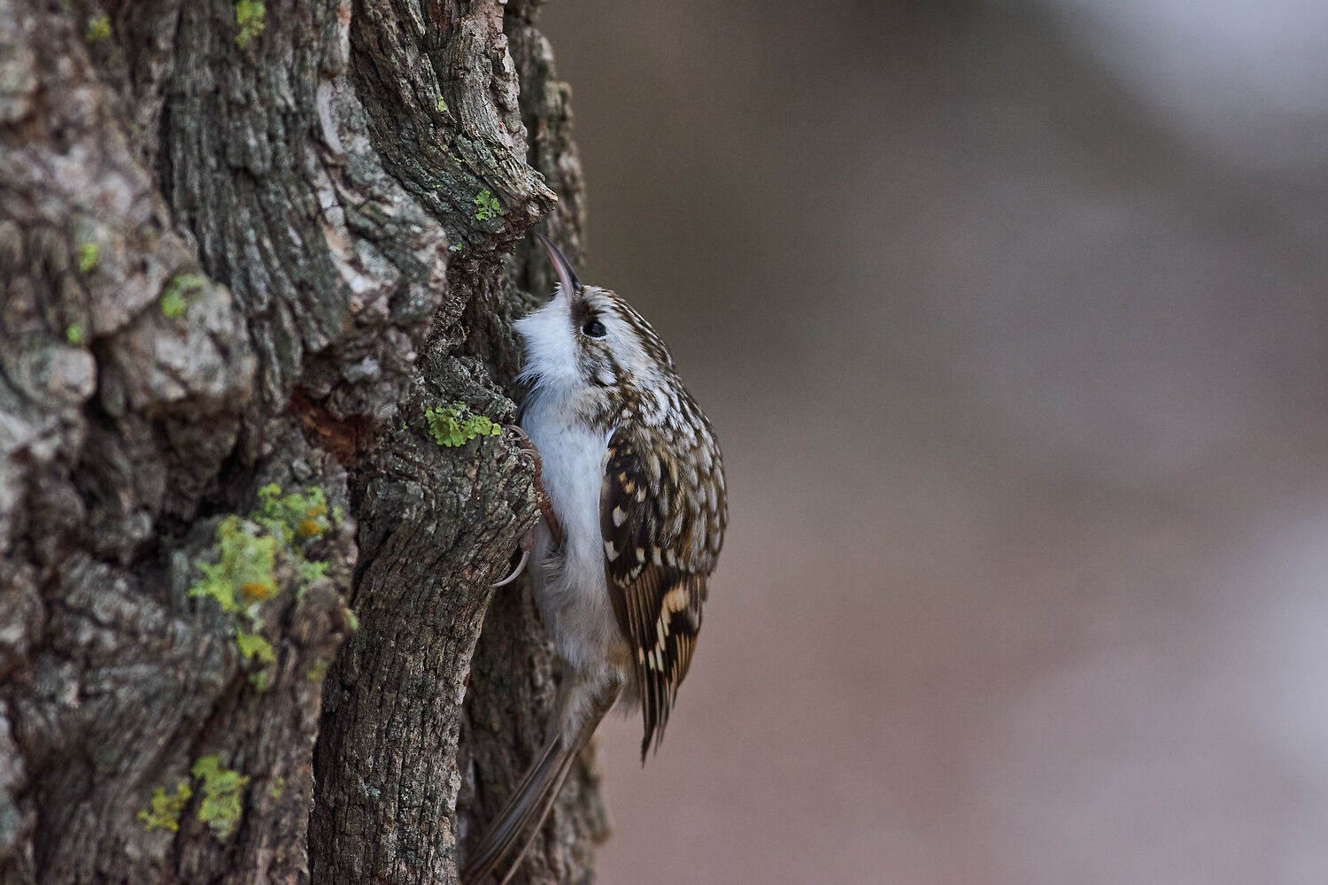 Certhia familiaris, bird, birds, birdswatching, volgograd, russia, wildlife, Павел Сторчилов