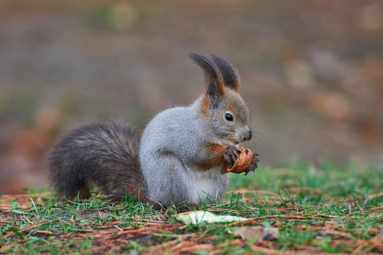 Sciurus vulgaris, mammals, wildlife, red squirrel, Павел Сторчилов