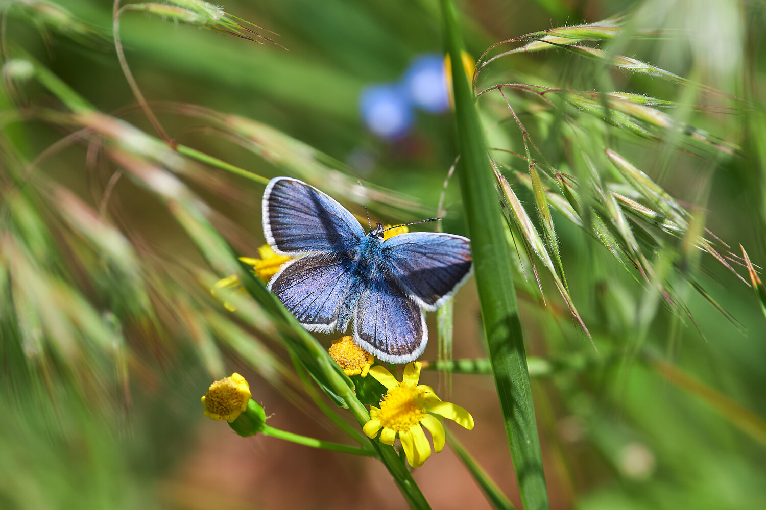 Plebejus argus, buttefly, volgograd, russia, wildlife, Павел Сторчилов