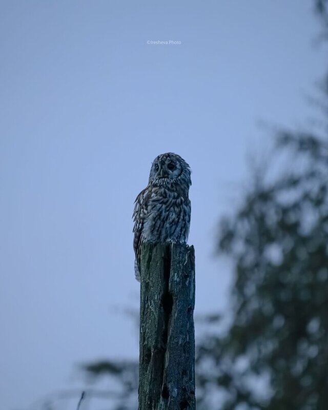 Tawny owl, Owl, Серая неясыть, Bird Мамаша совят фото превью