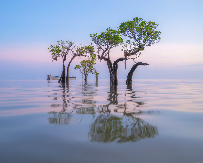 Sumba dancing trees фото превью