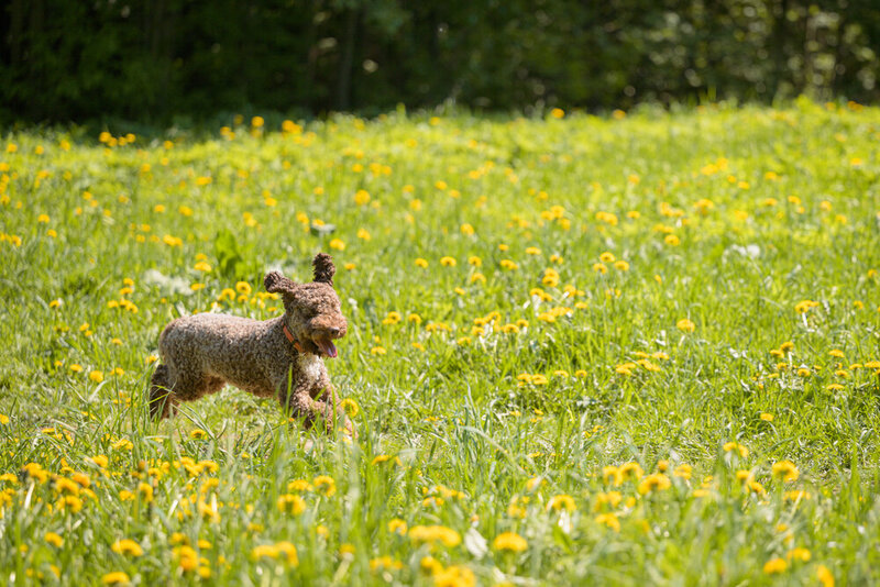 Lagotto Romagnolo фото превью