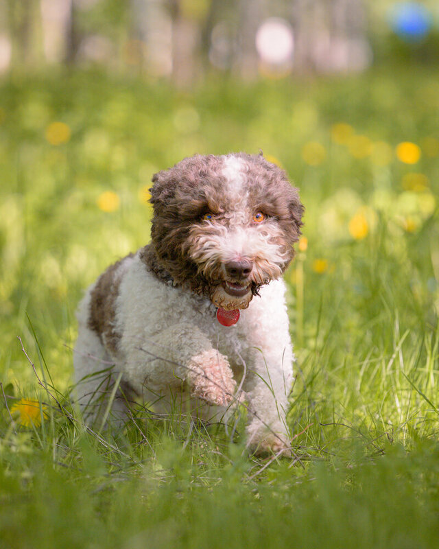 Lagotto Romagnolo фото превью