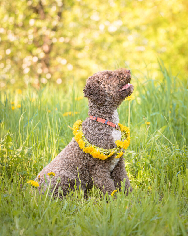 Lagotto Romagnolo фото превью