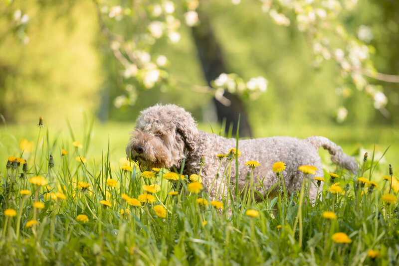 Lagotto Romagnolo фото превью