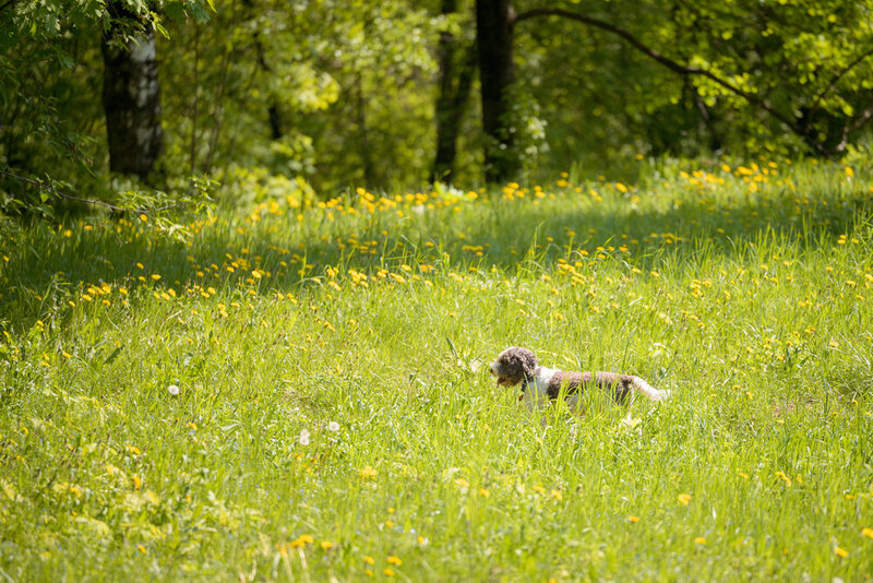 Lagotto Romagnolo фото превью