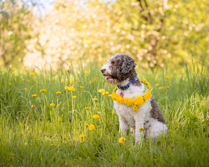 Lagotto Romagnolo фото превью