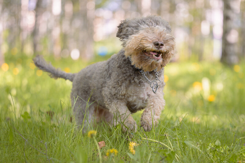 Lagotto Romagnolo фото превью