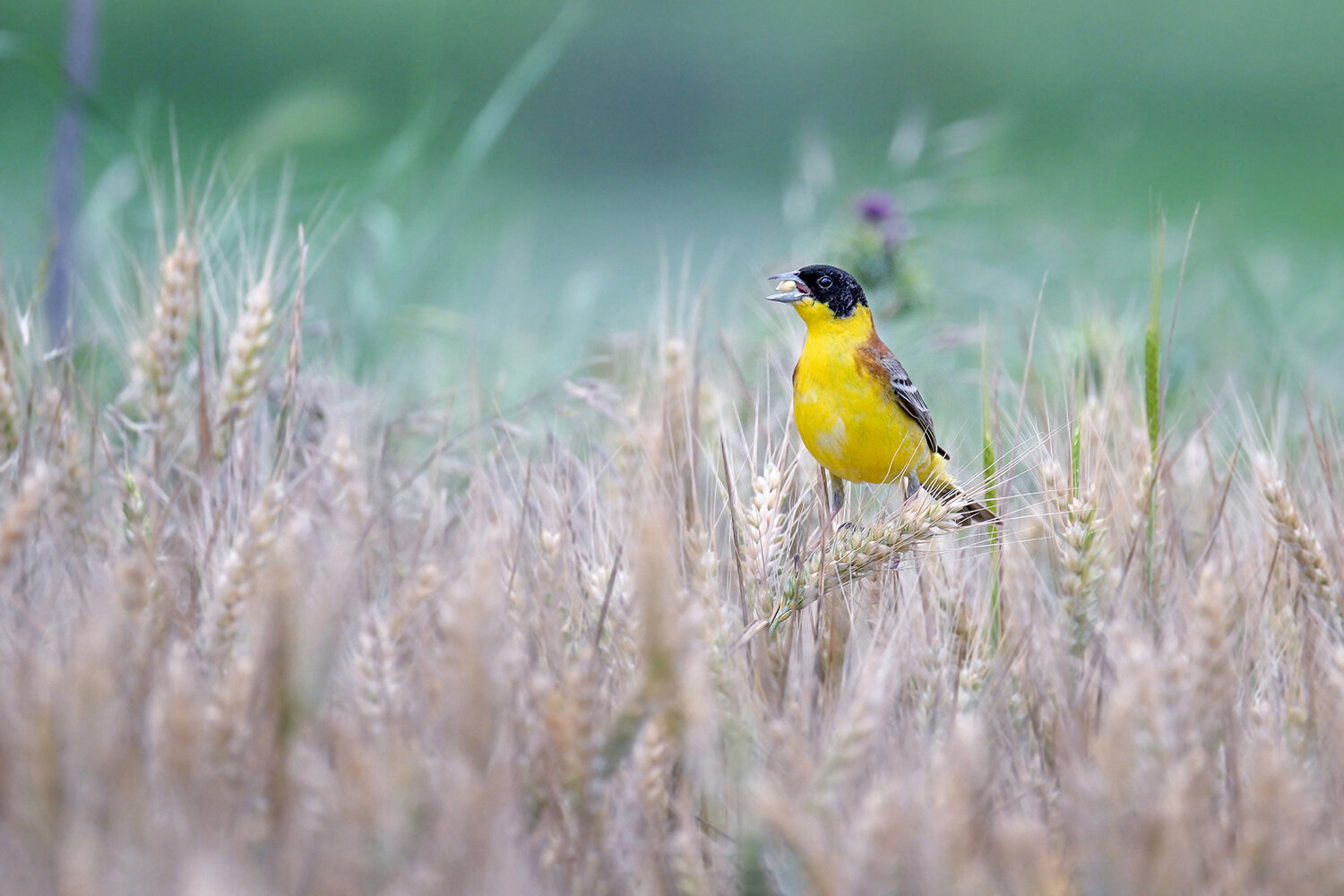 emberiza melanocephala, emberiza, melanocephala, nature, bird, nikon, tamron, animal, Стоян Великов