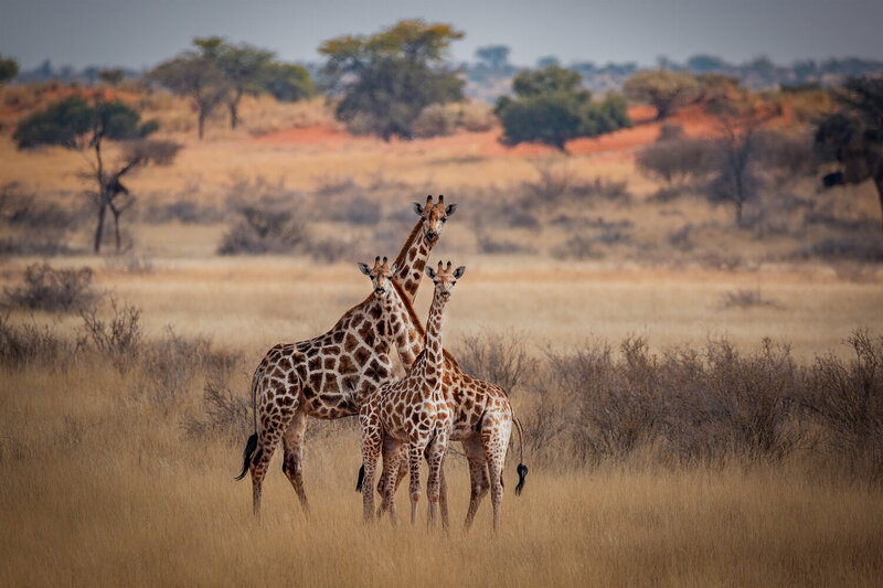 namibia, африка, africa, kalahari, калахари, жираф, kalahardesert В фокусе внимания фото превью
