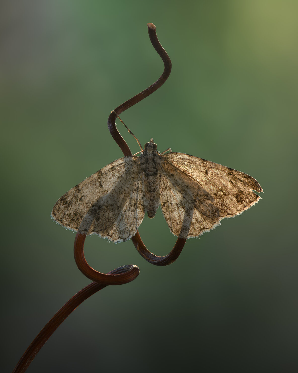 insect, moth, dawn, sunrise, morning, Atul Saluja