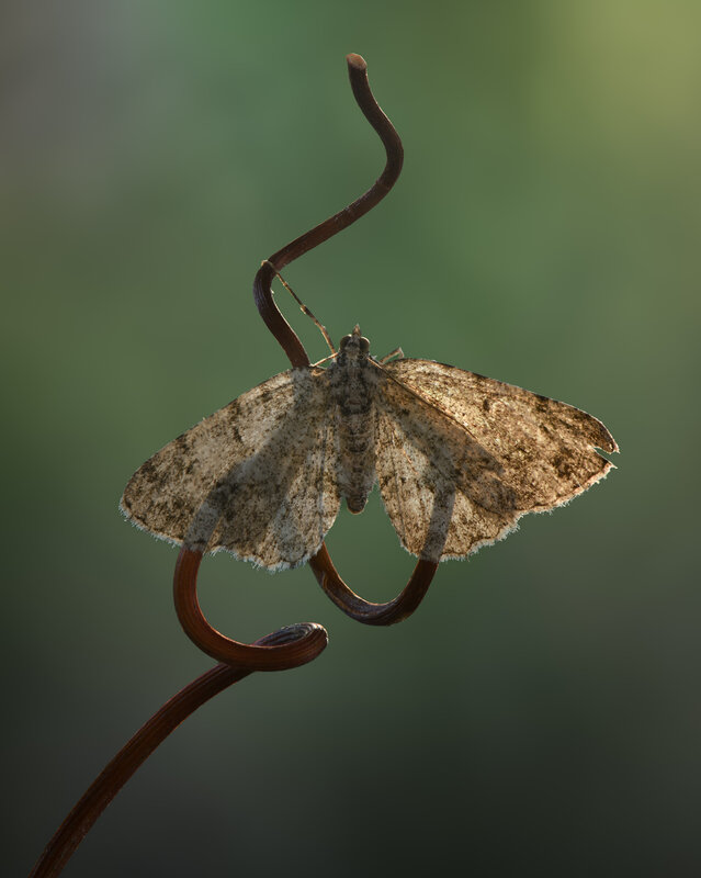 insect, moth, dawn, sunrise, morning Curves of dawn фото превью