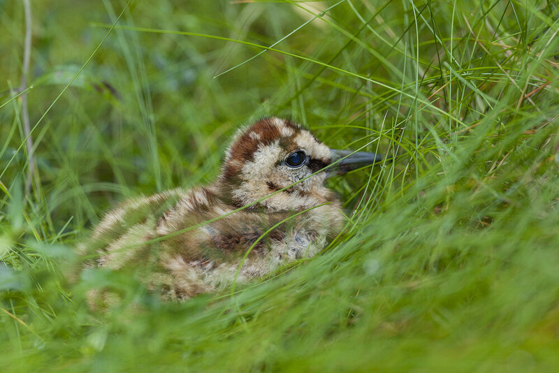 птицы, животные, вальдшнеп, птенцы, природа, birds, nature, animals, woodcock Пернатые камушки фото превью