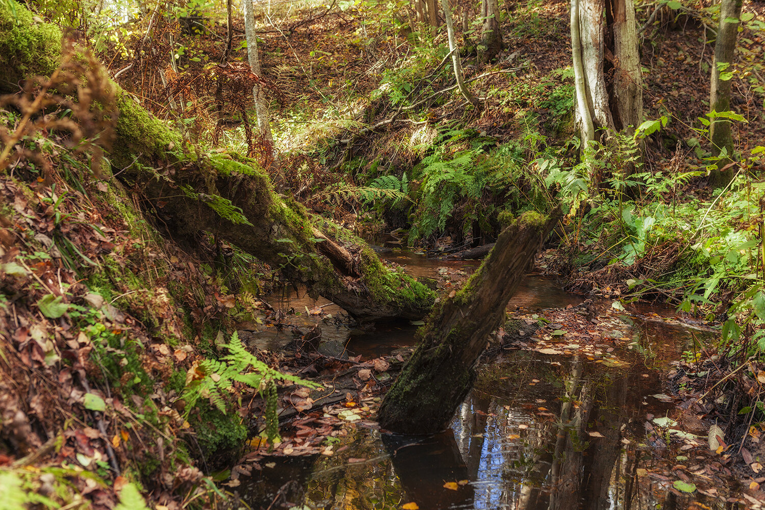 лес, природа, флора, forest, nature, landscape, flora, пейзаж, Волкова Анна