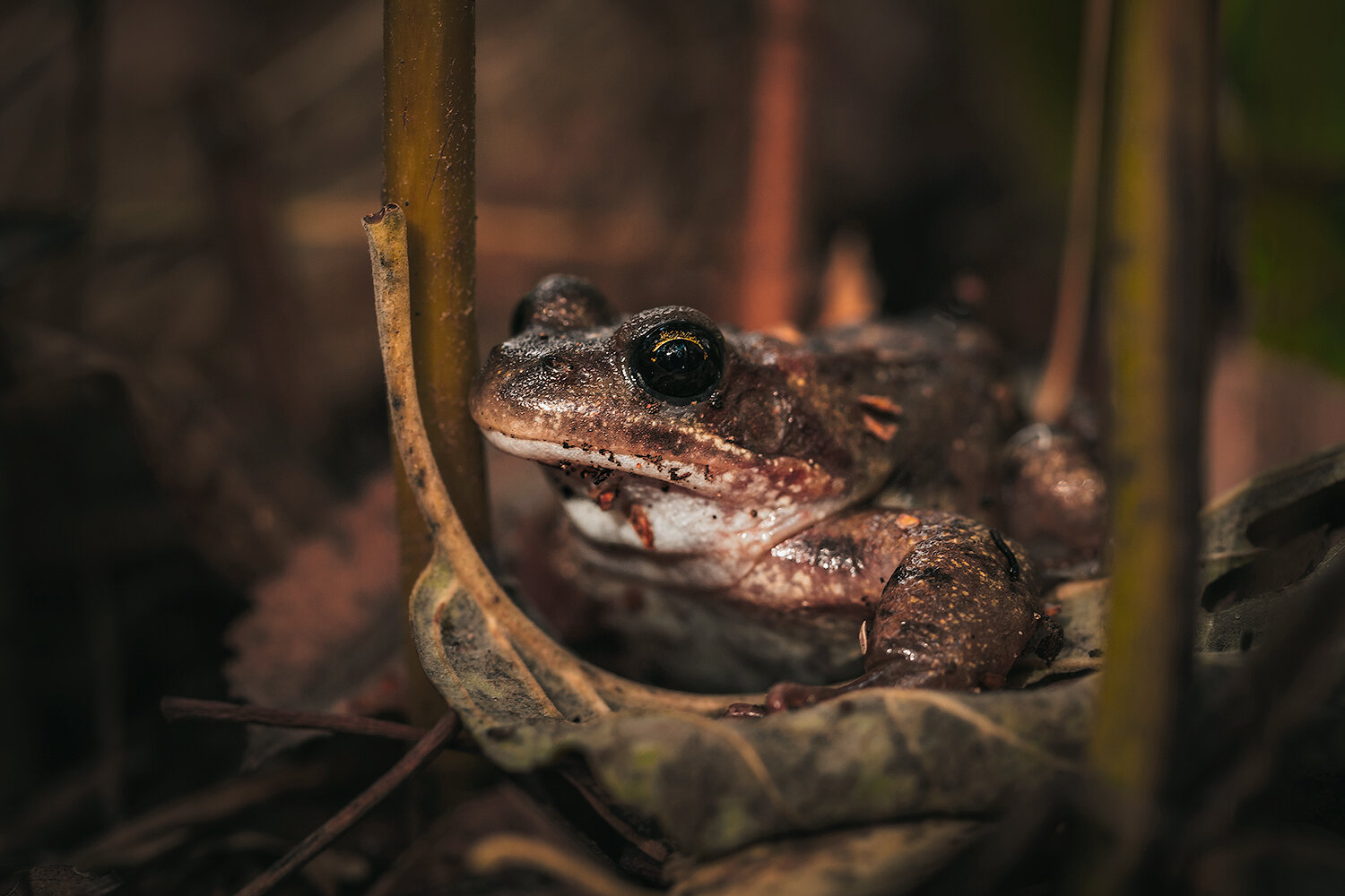 лягушка, земноводные, животные, природа, frog, animals, nature, Волкова Анна