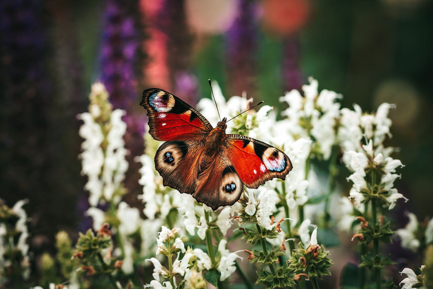 бабочки, павлиний глаз, насекомые, макро, insects, macro, butterfly, Волкова Анна