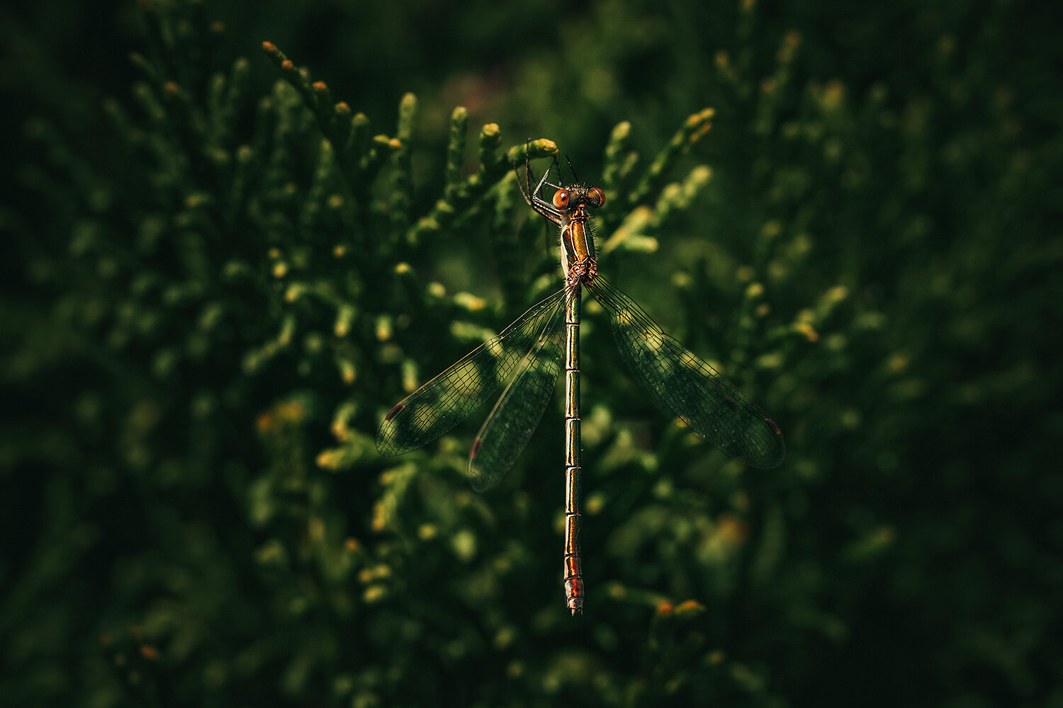 насекомые, стрекозы, макро, природа, insects, odonata, macro, nature, Волкова Анна
