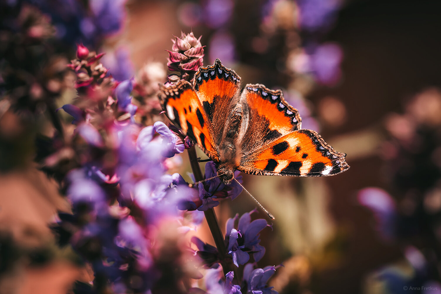 insects, butterfly, flowers, macro, nature, крапивница, бабочки, макро, насекомые, природа, Волкова Анна