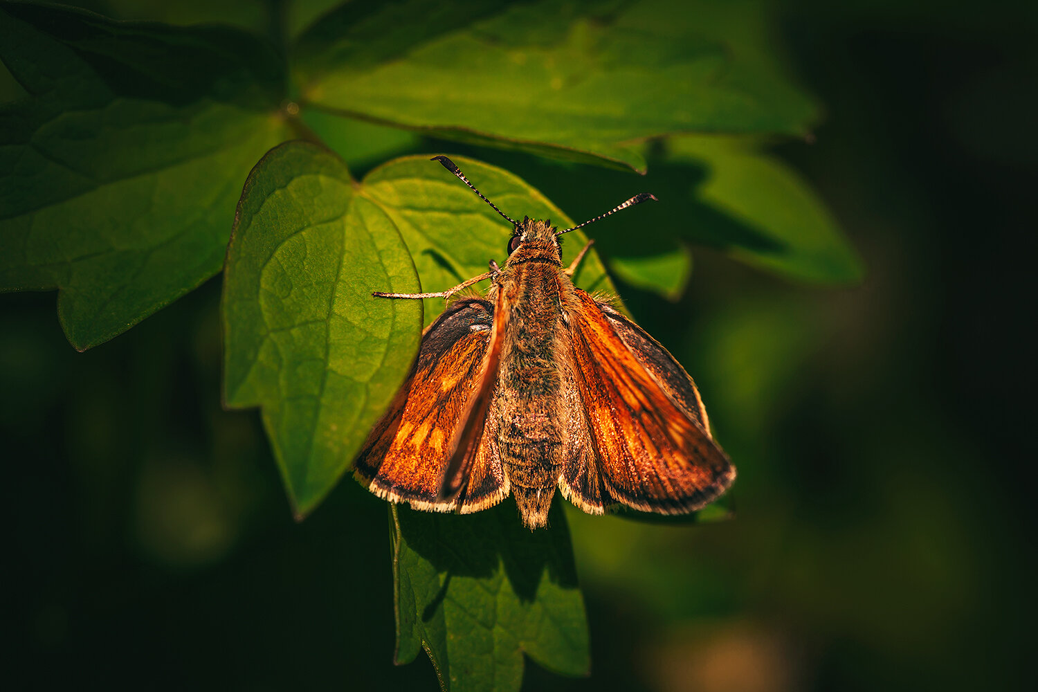 бабочки, насекомые, толстоголовка, макро, природа, insects, butterfly, macro, nature, Волкова Анна