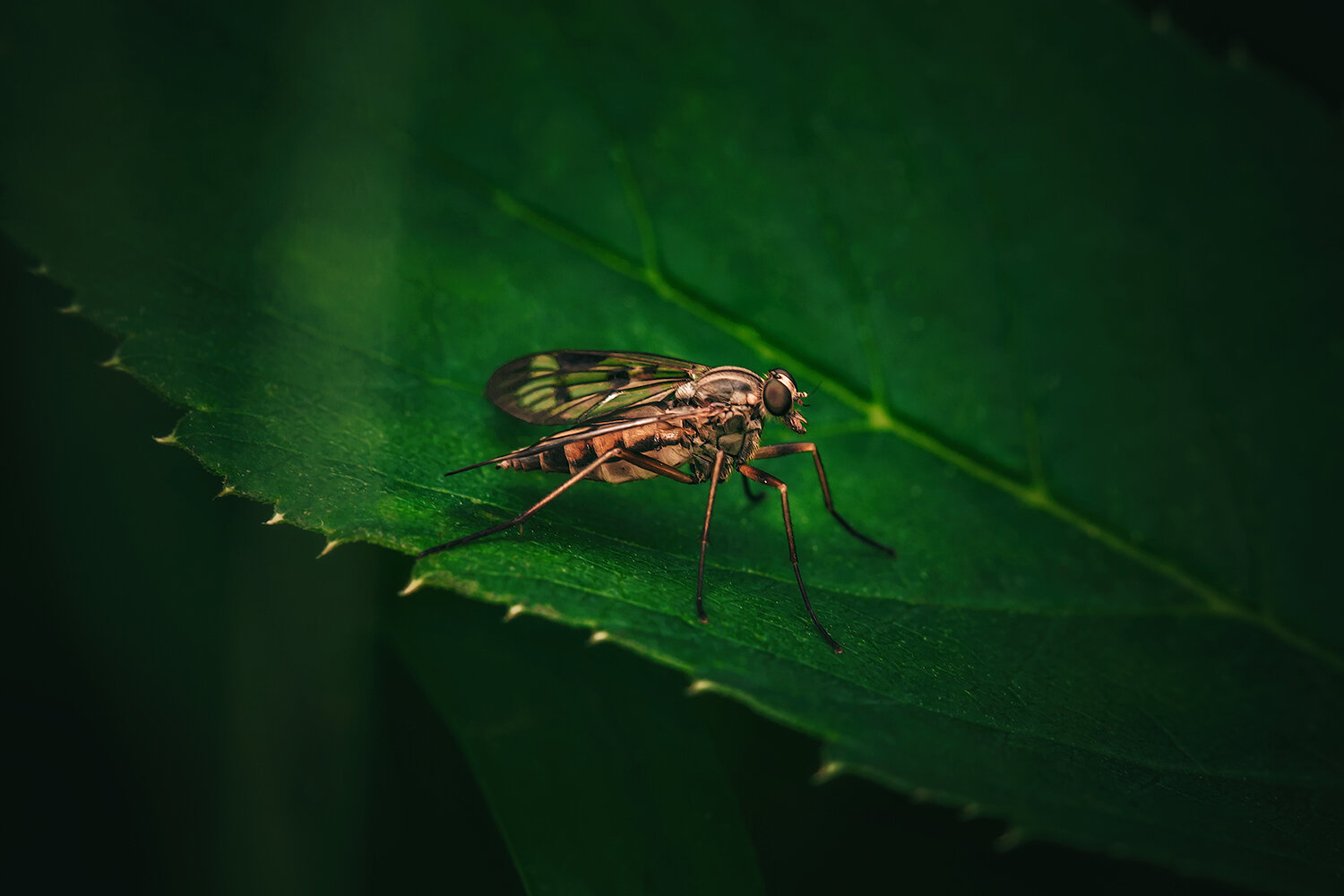 насекомые, мухи, бекасница, макро, природа, macro, fly, insects, nature, Волкова Анна
