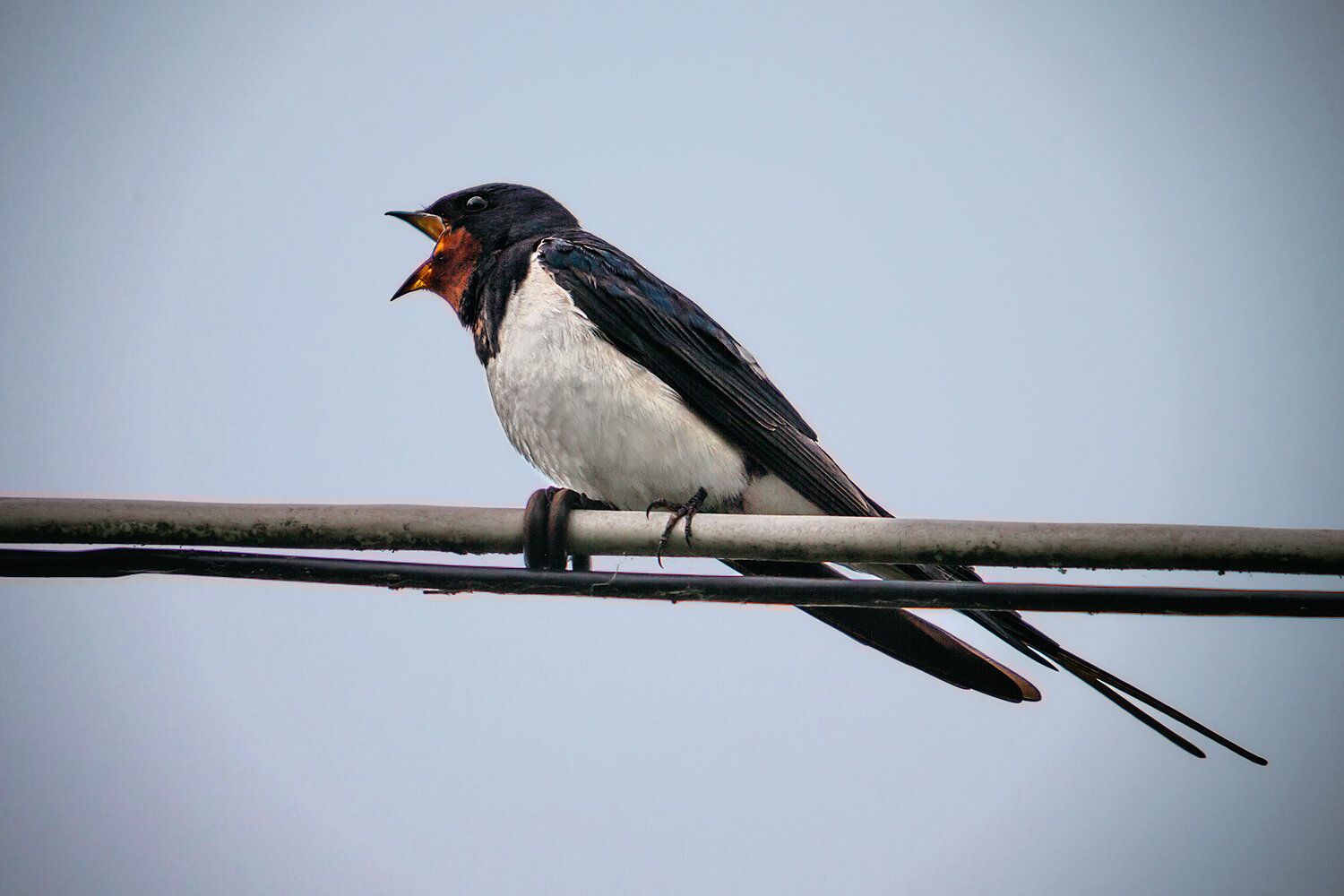 птицы, ласточки, деревенская ласточка, животные, природа, birds, nature, animals, swallow, Волкова Анна
