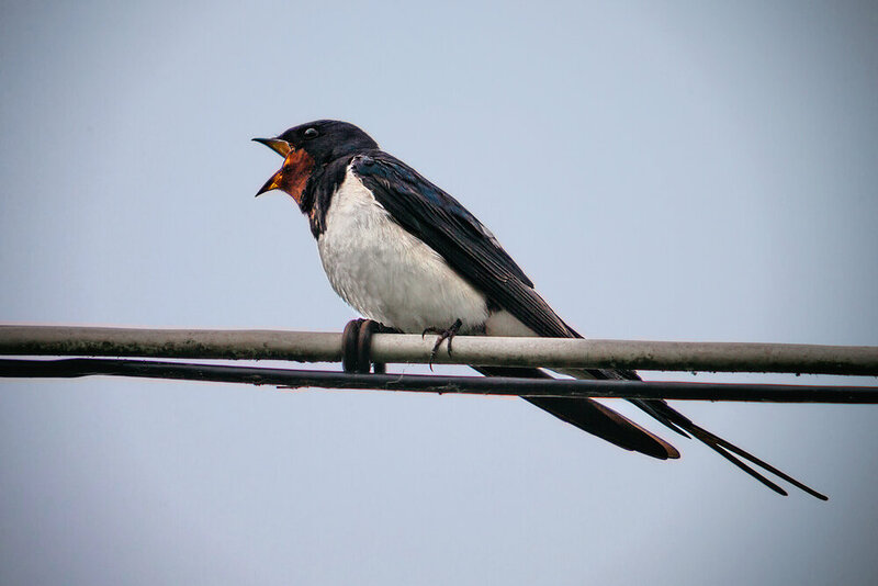 птицы, ласточки, деревенская ласточка, животные, природа, birds, nature, animals, swallow Пою от всей души фото превью