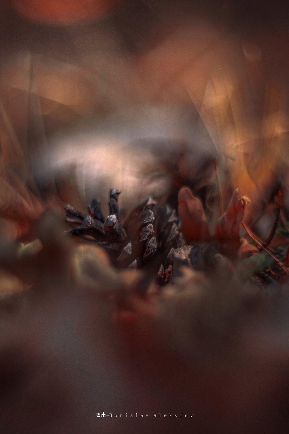 pine cone, nature, fujifilm, Алексиев Борислав