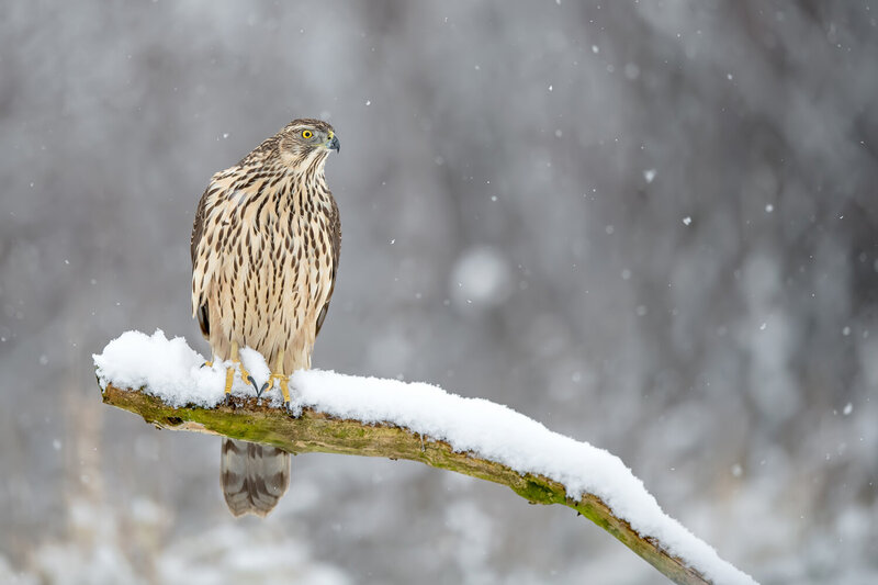 northern goshawk, accipiter gentilis, goshawk, hawk, raptor, bird of prey, wild bird, wildlife, wildlife photography, bird photography, nature, nature photography, winter, winter wildlife, snow, snowfall, falling snow, snowy forest, snow covered branch, p Northern Goshawk Perched on a Snow-Covered Branch фото превью