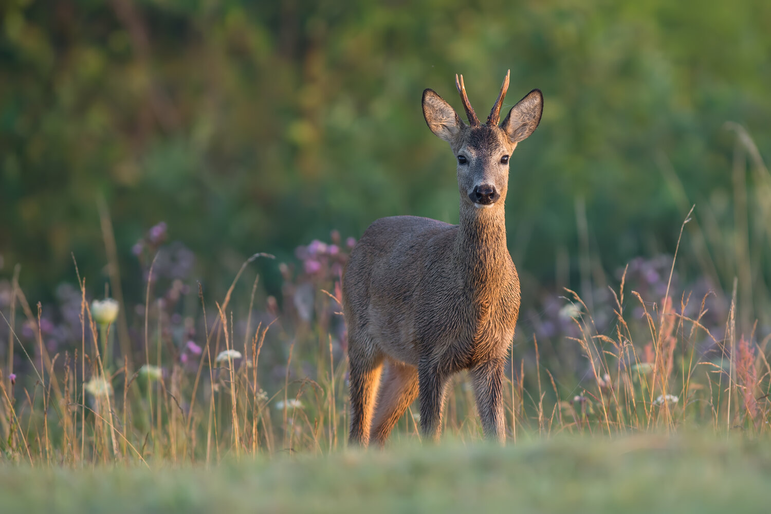 european roe deer, roe deer, capreolus capreolus, deer, buck, roe buck, male deer, wild deer, wildlife, wild animal, mammal, european wildlife, wildlife photography, nature, nature photography, meadow, summer meadow, wildflowers, grassland, tall grass, na, Damian Kwasek