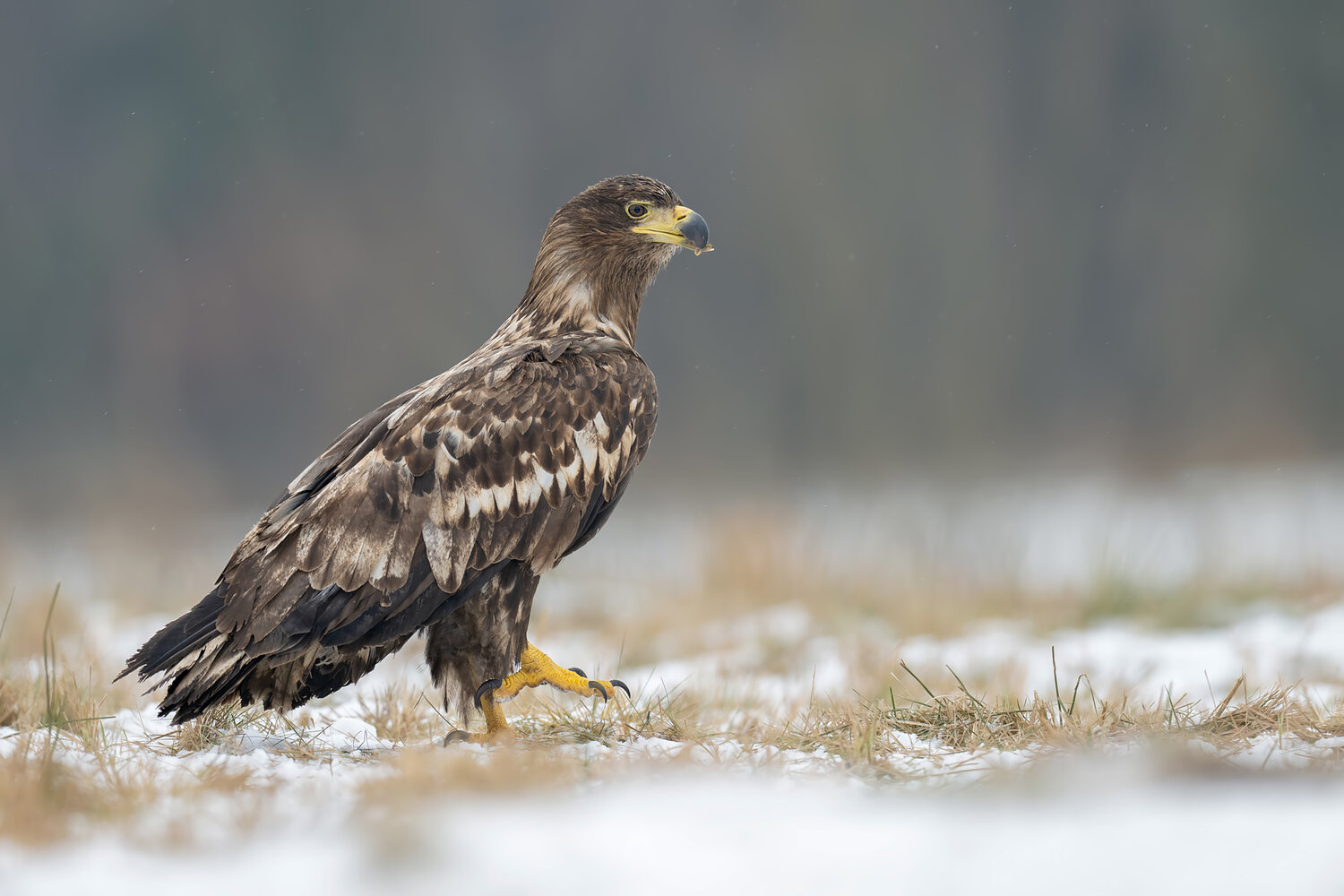 white-tailed eagle, haliaeetus albicilla, eagle, sea eagle, bird of prey, raptor, wild bird, wildlife, european wildlife, european bird, predator, avian predator, eagle portrait, wildlife photography, nature, nature photography, winter, winter wildlife, s, Damian Kwasek